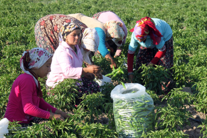 Türkiye’de Çiftçi Kayıt Sistemine kayıtlı kadın çiftçi sayısı 300 bini geçti