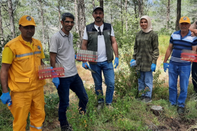 Orman zararlılarına karşı sürdürülebilir çözümlerle mücadele