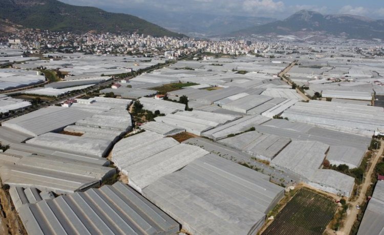 Muzun başkenti Anamur'da hasat sezonu başladı 4