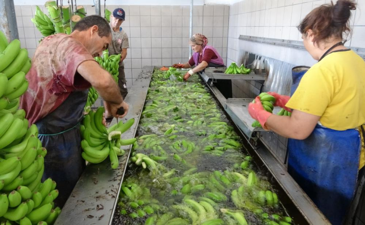 Muzun başkenti Anamur'da hasat sezonu başladı 5