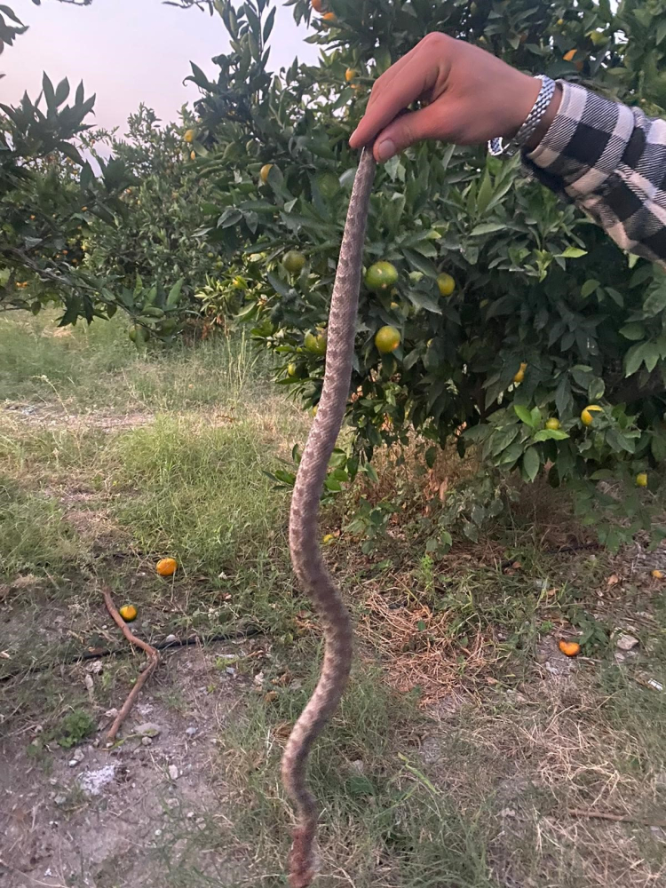 Hatay'da narenciye topladığı esnada engerek ısıran çiftçi, hayata tutunmayı başardı 3