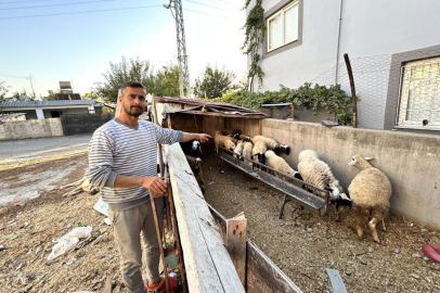 Hatay'da  depremzede çoban'ın kaybolan umudu bulundu! Çalınan koyunlar teslim edildi