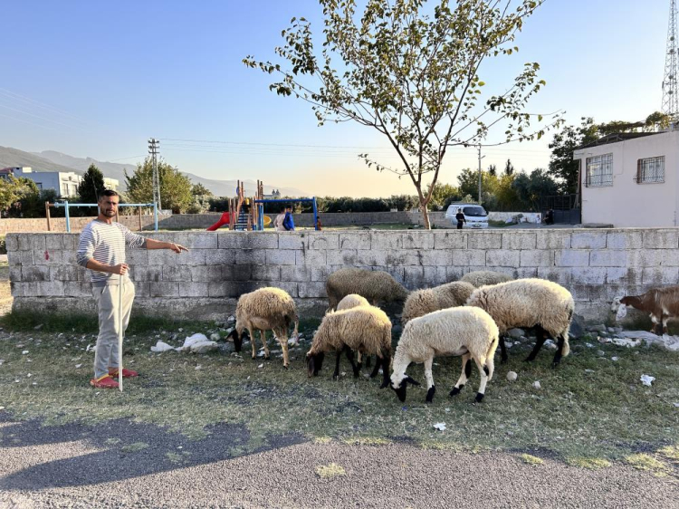 Hatay'da  depremzede çoban'ın kaybolan umudu bulundu! Çalınan koyunlar teslim edildi 3