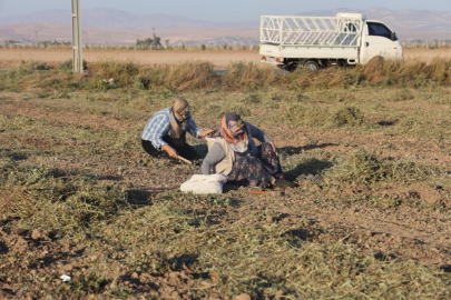 Hatay'da yer fıstığı hasadı sonrası mahsul vatandaşa bırakıldı