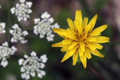 Torosların eşsiz florası 'Toroslar ve Nadide Çiçekleri' adlı eserde toplandı