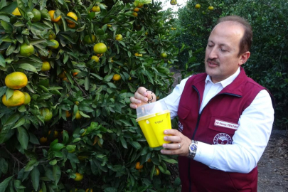 Mersin'de Akdeniz meyve sineği ile biyoteknik mücadelede büyük başarı