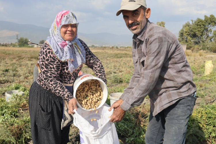 Hatay'da yer fıstığı hasadı için günlük 1000 TL'ye işçi bulunamıyor