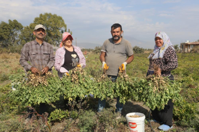 Hatay'da yer fıstığı hasadı için günlük 1000 TL'ye işçi bulunamıyor