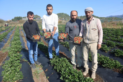 Hatay’da son çilek hasadı: Fiyatlar sezon sonunda 120 TL'ye yükseldi