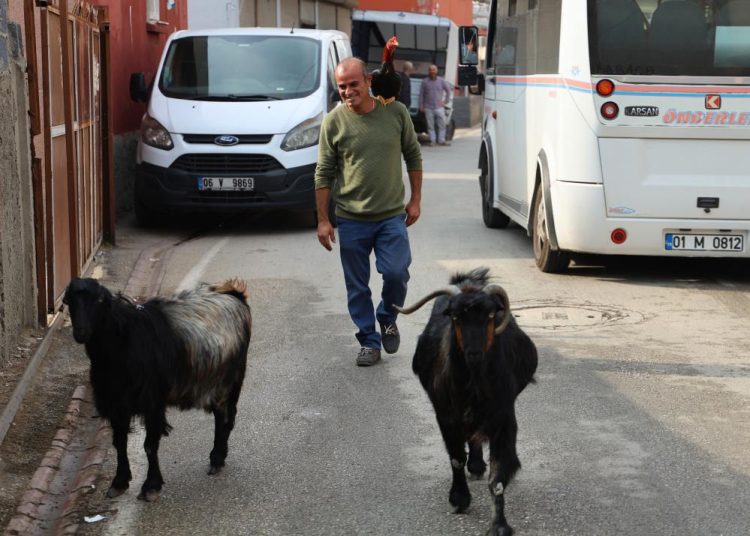 Adana’nın Nuh’un Gemisi Horoz ve keçileriyle arkadaş oldu 2