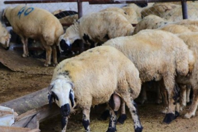 Adana Büyükşehir Zabıtası, kaldırımlarda koyun satışı yapanlara operasyon düzenledi