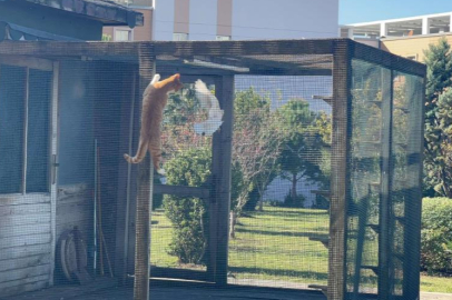 Osmaniye’de kedinin güvercin avı, öğrencileri gülümsetti