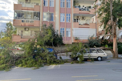 Mersin Silifke'de kuvvetli fırtına ağaçları devirdi, araçlara zarar verdi