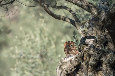 Doğa Derneği'nden 'Zeytin Okulu'na davet