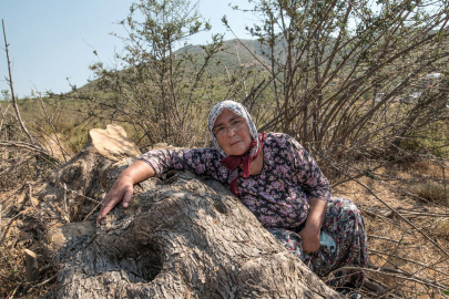 Çevrecilerden zeytinlikleri korumak için destek çağrısı