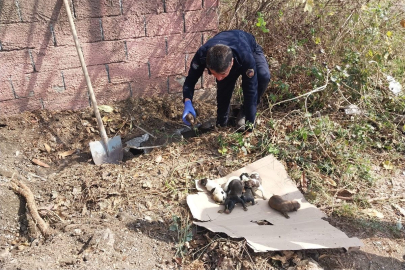 Hatay’da sulama kanalında mahsur kalan yavru köpekler kurtarıldı